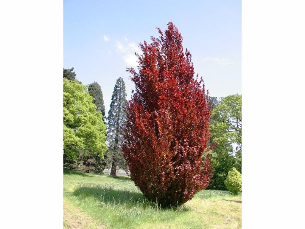 Okrasné stromy Buk lesný Dawyck Purple 70 90 cm(4)