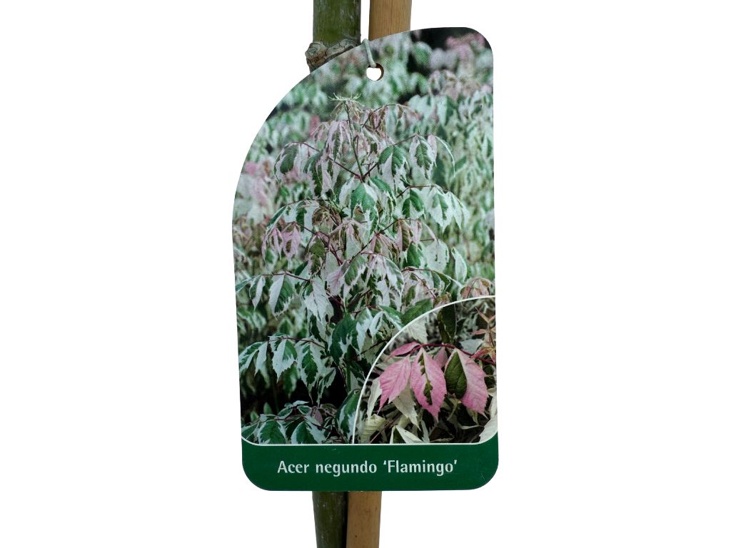 Dreviny na kmienku Javor jaseňolistý Flamingo na 170 190cm kmienku, výška 220 240cm(4)