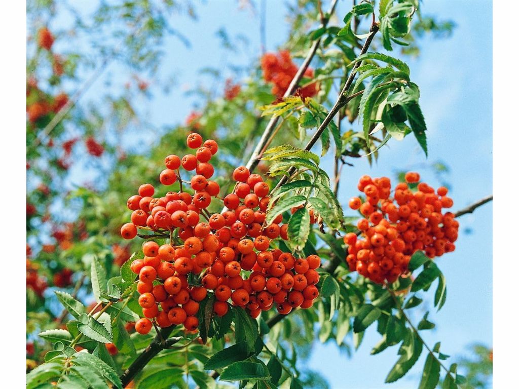 Okrasné stromy Jarabina vtáčia Fastigiata 70 100cm(4)