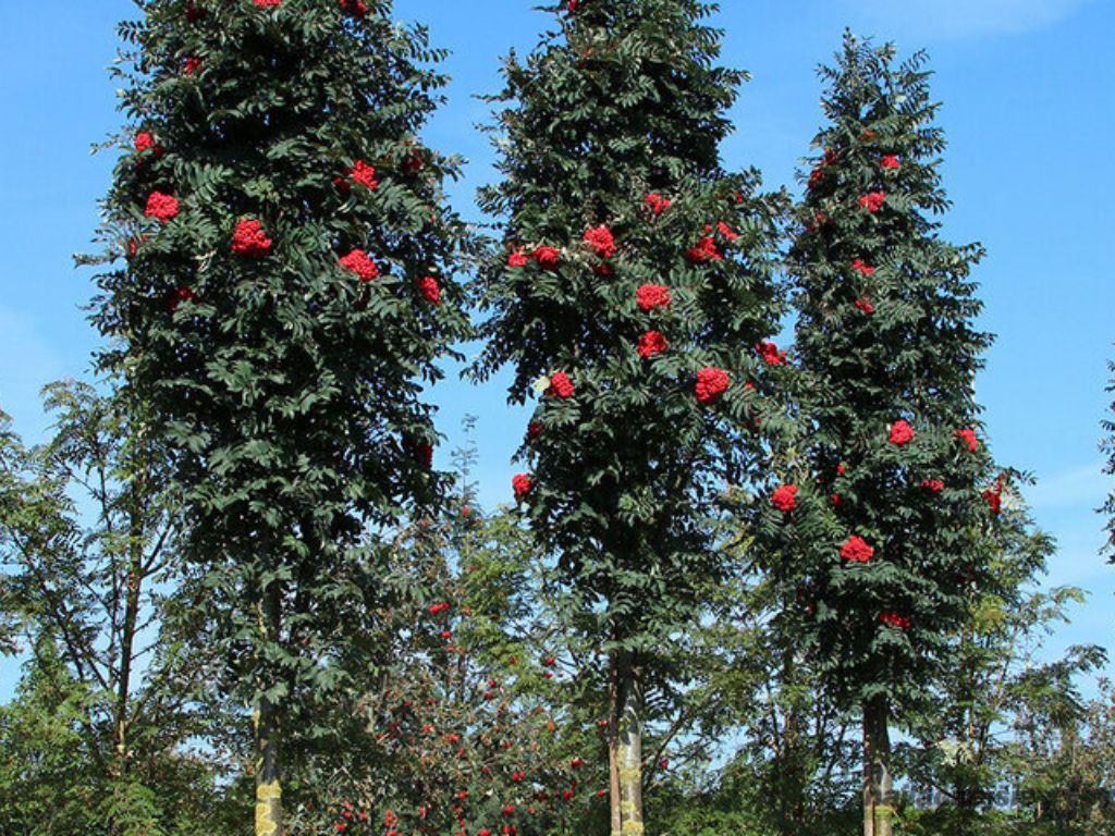 Okrasné stromy Jarabina vtáčia Fastigiata 70 100cm(5)