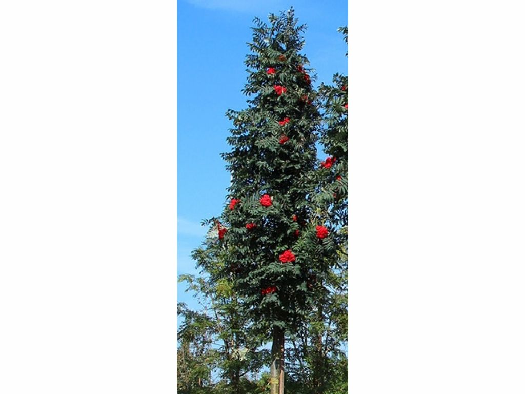 Okrasné stromy Jarabina vtáčia Fastigiata 70 100cm(6)