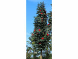Okrasné stromy Jarabina vtáčia Fastigiata 70 100cm(6)
