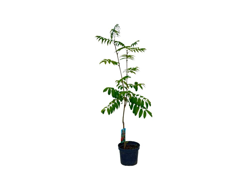 Okrasné stromy Jarabina vtáčia Fastigiata 70 100cm(8)