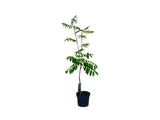 Okrasné stromy Jarabina vtáčia Fastigiata 70 100cm(8)