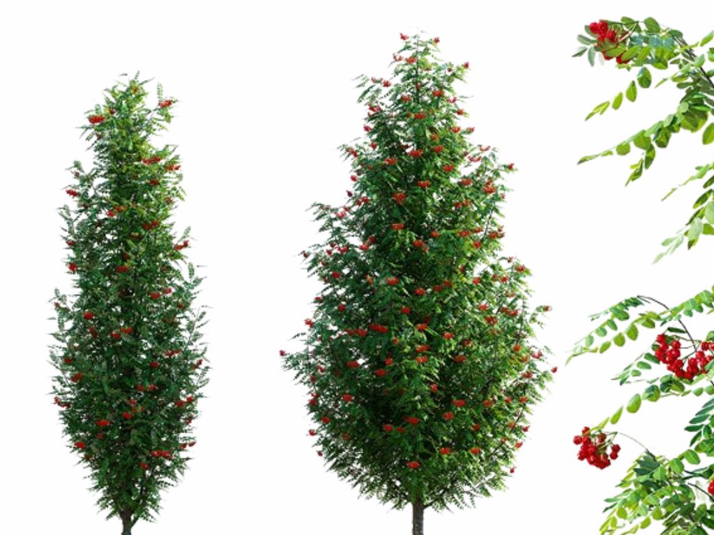 Okrasné stromy Jarabina vtáčia Fastigiata 70 100cm(3)