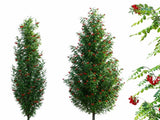 Okrasné stromy Jarabina vtáčia Fastigiata 70 100cm(3)