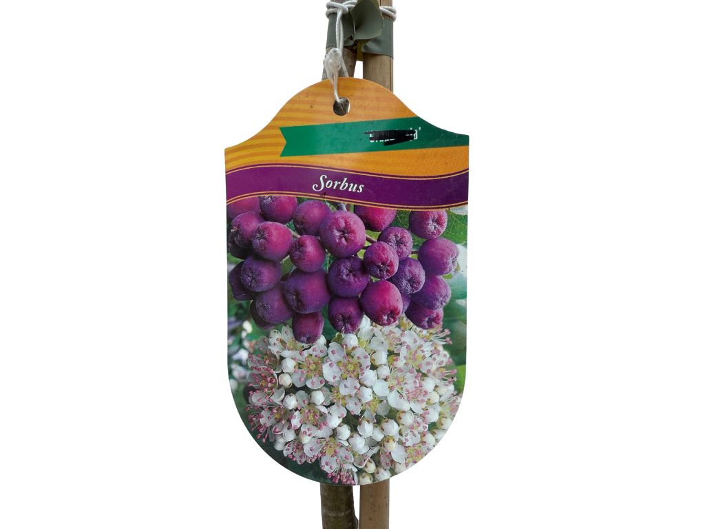 Okrasné stromy Jarabina Burka 70 100cm(6)