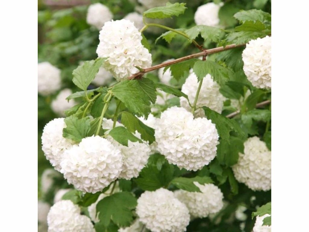 Okrasné kry Kalina 'Roseum'(1)