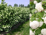 Okrasné kry Kalina 'Roseum'