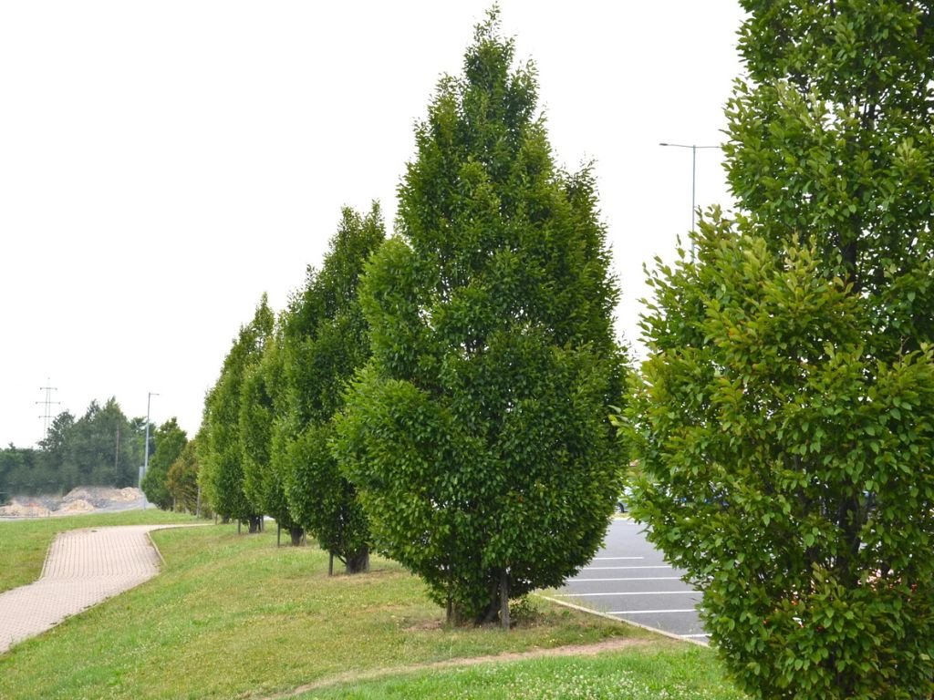 Okrasné stromy Hrab obyčajný Fastigiata 80 120cm(1)