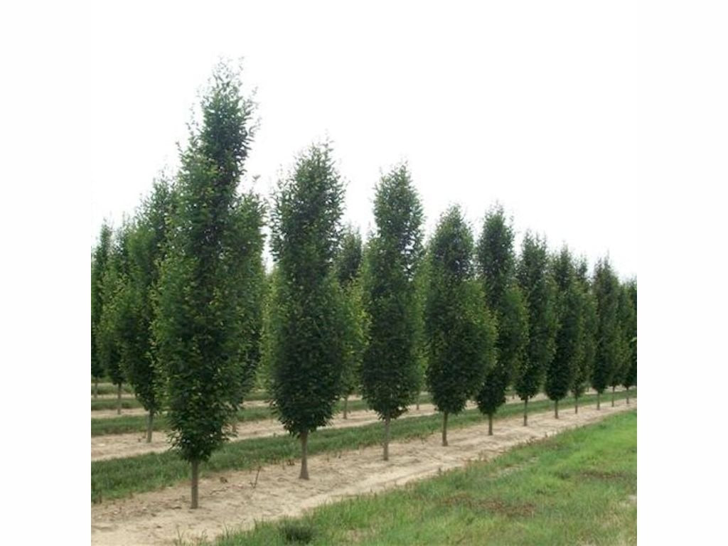Okrasné stromy Hrab obyčajný Fastigiata 80 120cm(5)