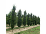 Okrasné stromy Hrab obyčajný Fastigiata 80 120cm(5)