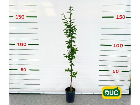 Okrasné stromy Hrab obyčajný Fastigiata 80 120cm(2)