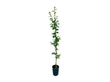 Okrasné stromy Hrab obyčajný Fastigiata 80 120cm(4)