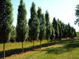 Okrasné stromy Hrab obyčajný Fastigiata 80 120cm(3)