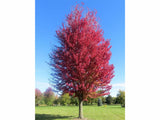 Dreviny na kmienku Javor freemanov Autumn Blaze na kmienku 270 300cm(4)