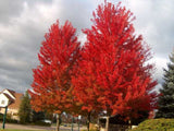 Dreviny na kmienku Javor freemanov Autumn Blaze na kmienku 270 300cm(1)