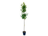 Dreviny na kmienku Javor freemanov Autumn Blaze na kmienku 270 300cm(5)