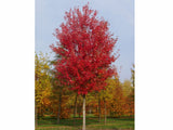 Dreviny na kmienku Javor freemanov Autumn Blaze na kmienku 270 300cm(3)