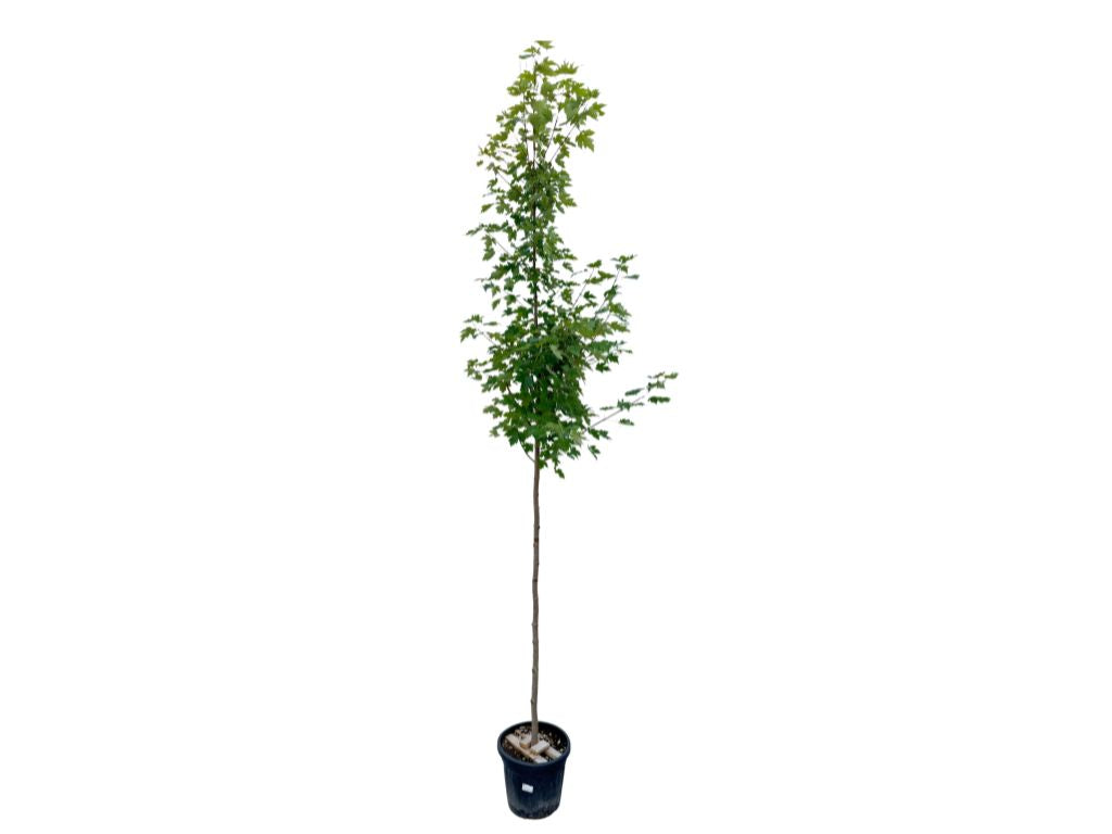 Dreviny na kmienku Javor freemanov Jefferson Red na kmienku 250 320cm, obvod kmeňa 8 10cm(5)