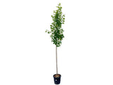 Dreviny na kmienku Javor freemanov Jefferson Red na kmienku 250 320cm(5)