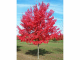 Dreviny na kmienku Javor freemanov Jefferson Red na kmienku 250 320cm(3)