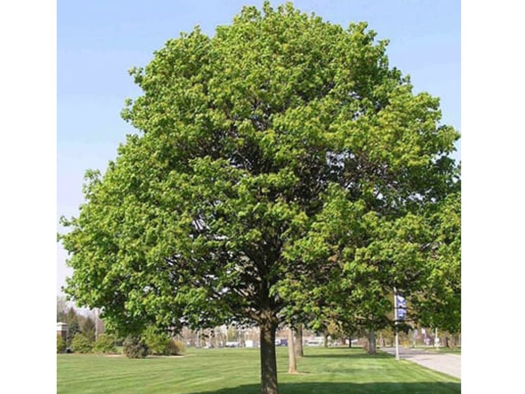 Dreviny na kmienku Javor mliečny na kmienku, výška 250 350 cm(5)