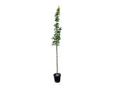 Dreviny na kmienku Javor mliečny na kmienku, výška 250 350 cm(4)