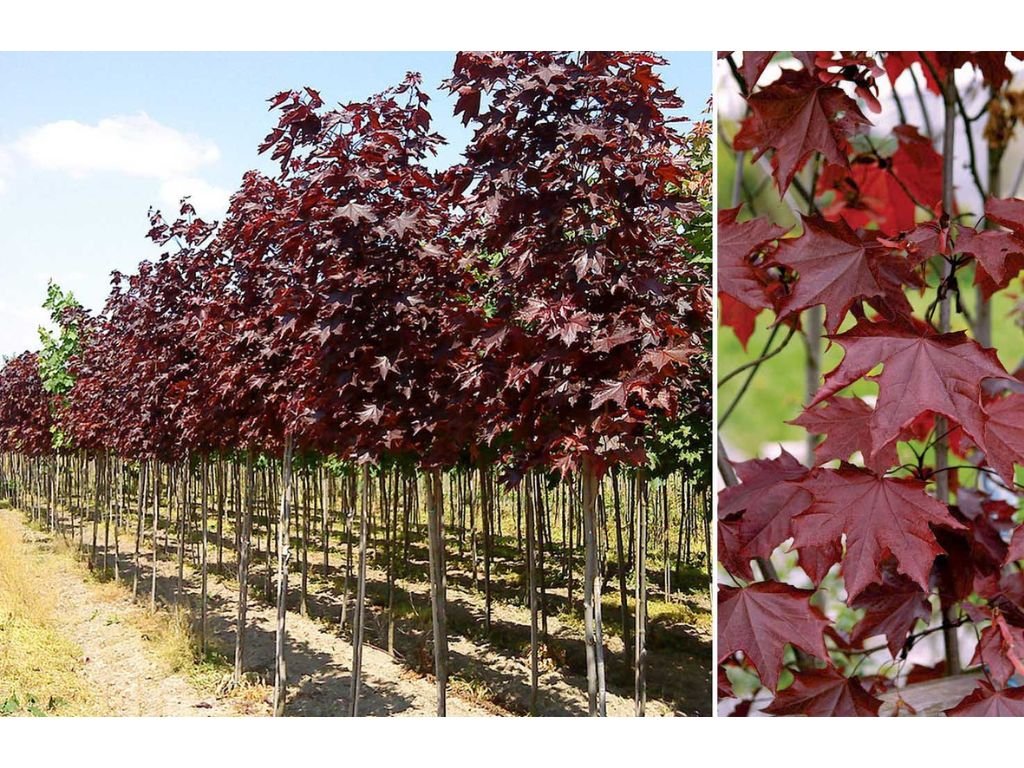 Dreviny na kmienku Javor mliečny Royal Red na kmienku 250 300cm(4)