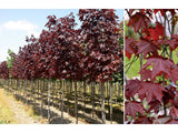 Dreviny na kmienku Javor mliečny Royal Red na kmienku 250 300cm(4)