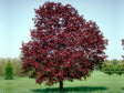 Dreviny na kmienku Javor mliečny Royal Red na kmienku 250 300cm(1)