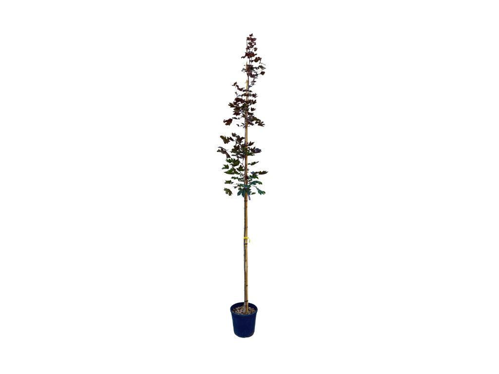 Dreviny na kmienku Javor mliečny Royal Red na kmienku 250 300cm(5)