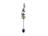 Dreviny na kmienku Javor mliečny Royal Red na kmienku 250 300cm(5)