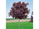 Dreviny na kmienku Javor mliečny Royal Red na kmienku 250 300cm(3)