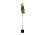Dreviny na kmienku Javor horský na kmienku, výška 250 350cm(4)