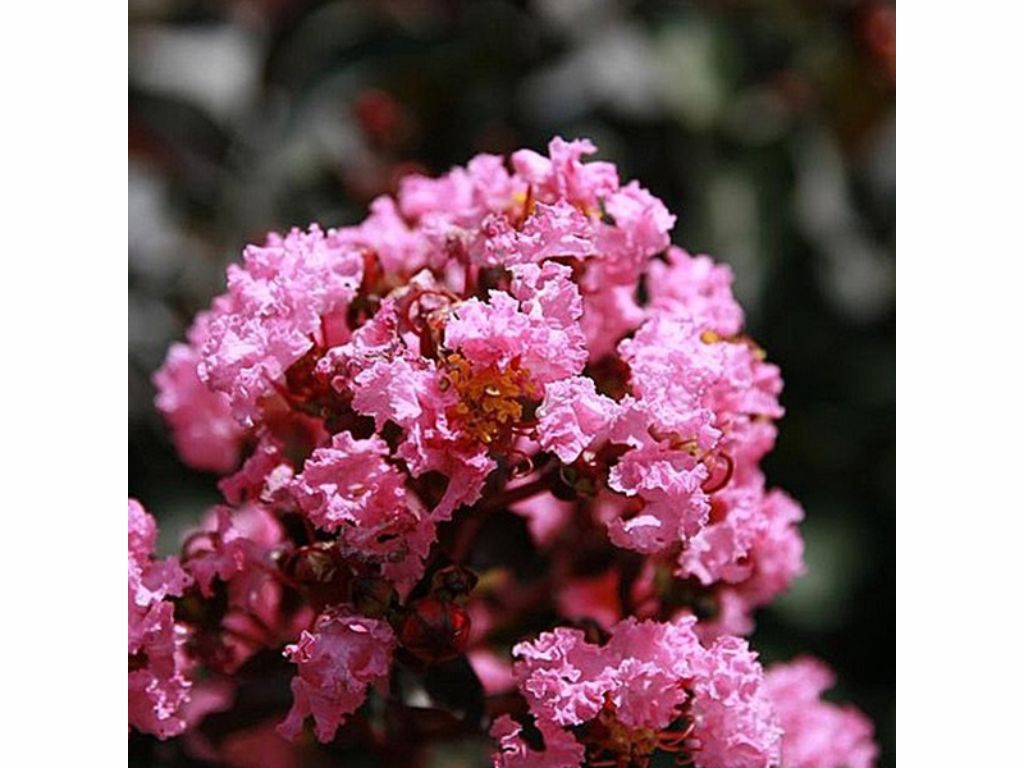 Dreviny na kmienku Myrta krepová Rhapsody in Pink na 80 90cm kmienku(4)