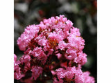Dreviny na kmienku Myrta krepová Rhapsody in Pink na 80 90cm kmienku(4)