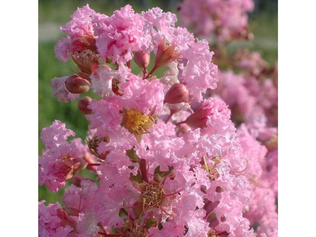 Dreviny na kmienku Myrta krepová Rhapsody in Pink na 80 90cm kmienku(5)