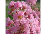 Dreviny na kmienku Myrta krepová Rhapsody in Pink na 80 90cm kmienku(5)