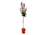 Dreviny na kmienku Myrta krepová Rhapsody in Pink na 80 90cm kmienku(8)