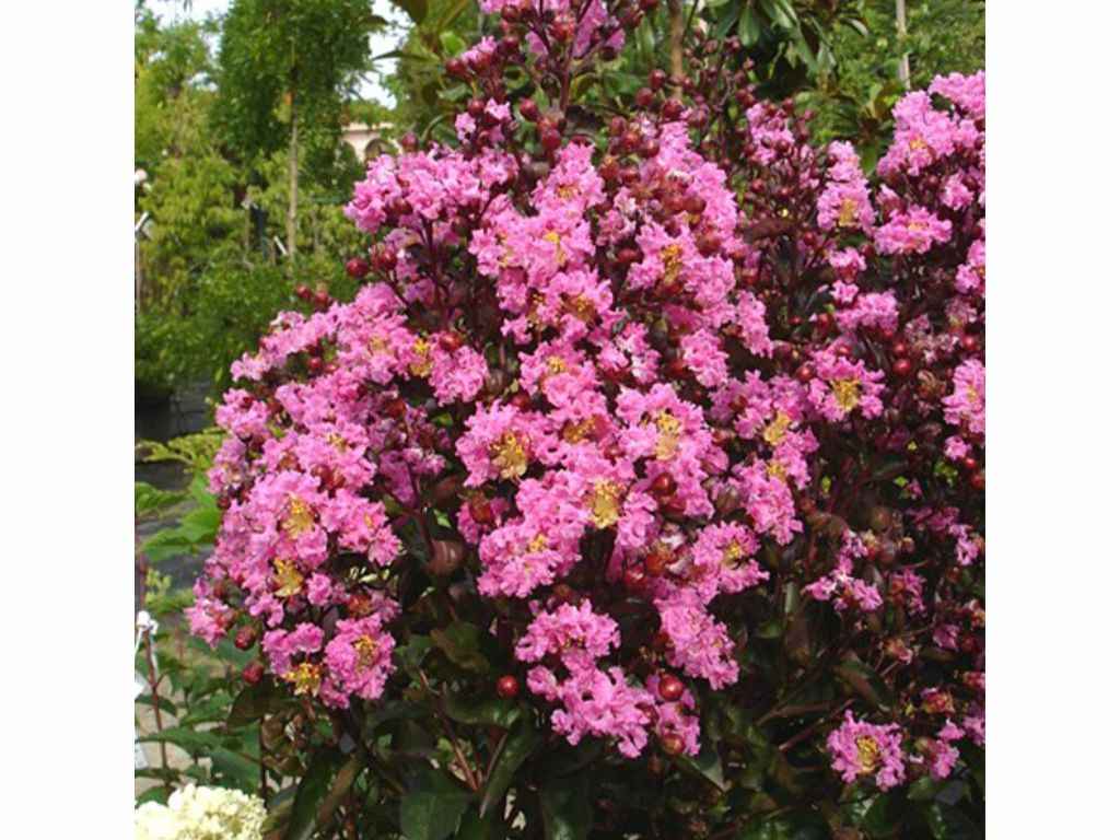 Dreviny na kmienku Myrta krepová Rhapsody in Pink na 80 90cm kmienku(3)