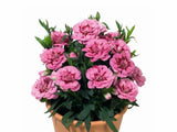 Letničky a balkónové kvety Klinček Oscar Pink Purple