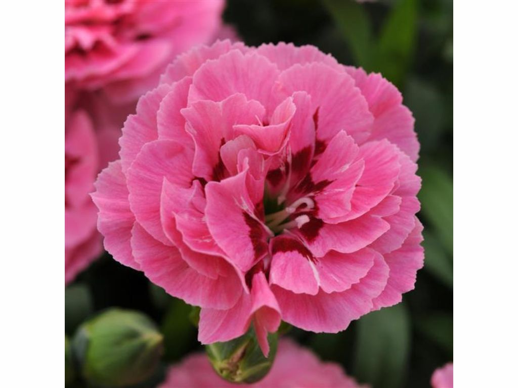 Letničky a balkónové kvety Klinček Oscar Pink Purple(1)