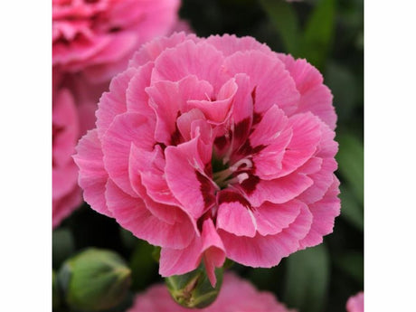 Letničky a balkónové kvety Klinček Oscar Pink Purple(1)