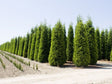 Okrasné stromy Cyprusovec leylandský 30 40cm(1)