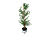 Okrasné stromy Cyprusovec leylandský 30 40cm(4)