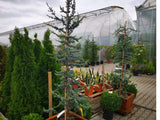Okrasné stromy Céder atlantský Glauca 150 200cm(4)