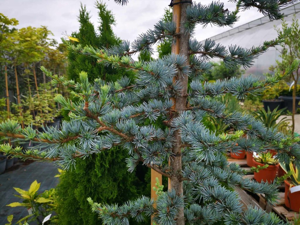 Okrasné stromy Céder atlantský Glauca 150 200cm(7)