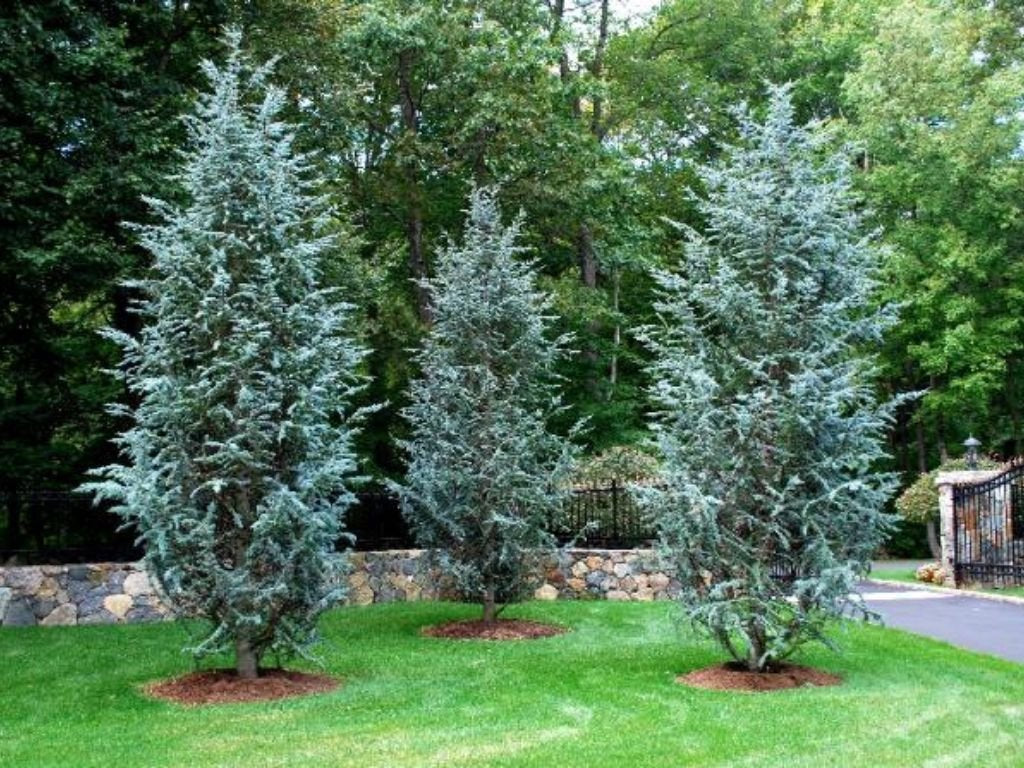Okrasné stromy Céder atlantský Glauca 150 200cm(1)