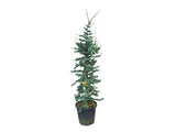 Okrasné stromy Céder atlantský Glauca 150 200cm(8)